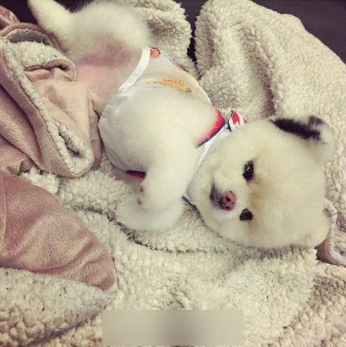 关于爱犬双性的信息